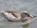 Cape Teal (WWT Slimbridge June 2011) - pic by Nigel Key